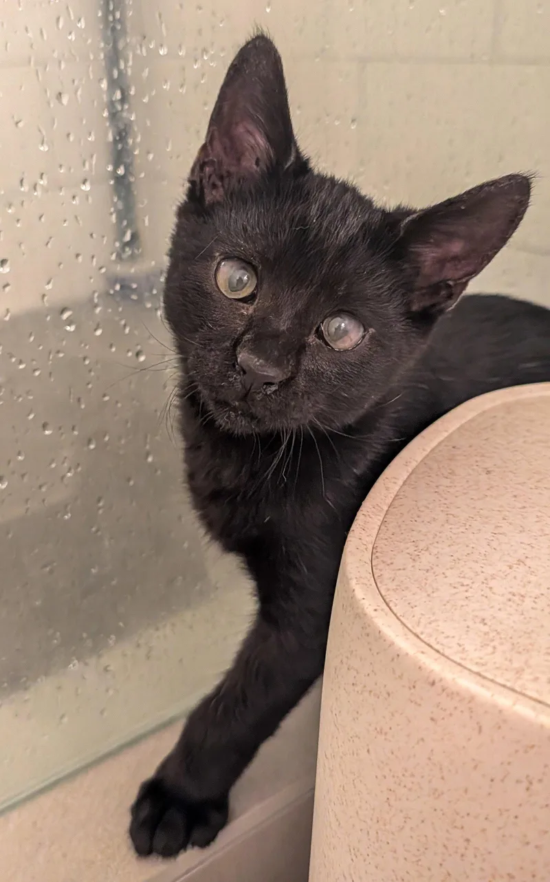 A baby medium-sized male Black Domestic Short Hair cat named Desi for adoption in Lighthouse Point, FL