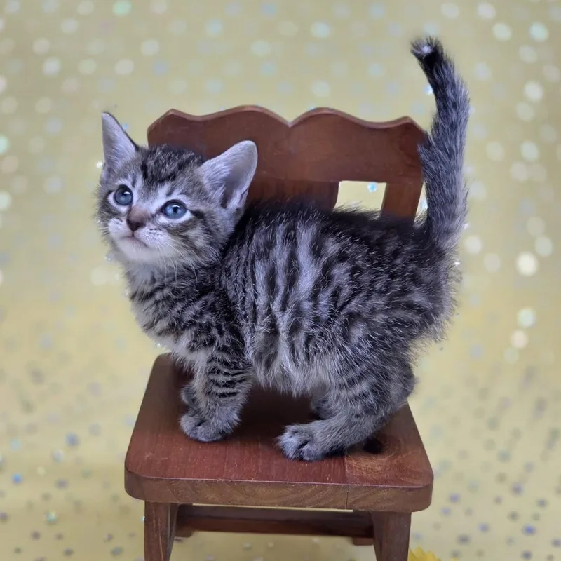 A baby small-sized male Gray / Blue / Silver Domestic Short Hair cat named Squishersc for adoption in East Saint Louis, IL