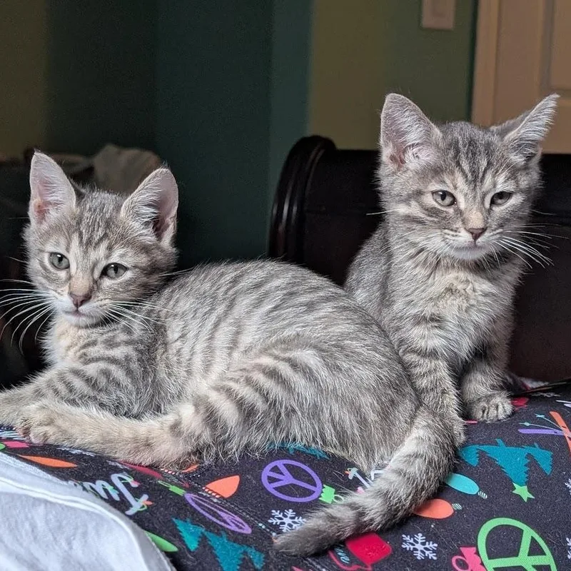 A baby small-sized female Tabby (Gray / Blue / Silver) Domestic Short Hair cat named Cress Christopherson for adoption in Morrison, CO