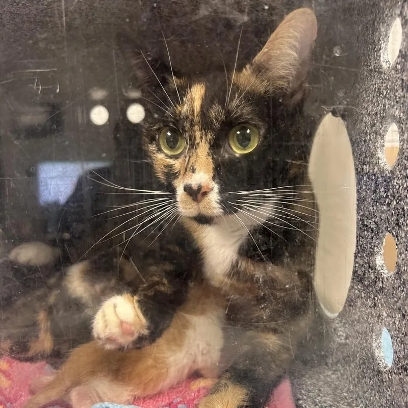 A young medium-sized female Black Domestic Short Hair cat named Maui for adoption in Greenville, SC
