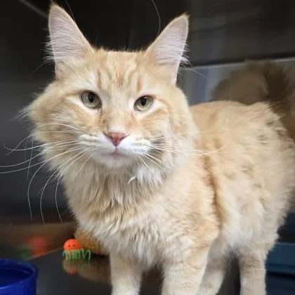 A young medium-sized male Tabby (Orange / Red) Domestic Medium Hair cat named George for adoption in Minneapolis, MN