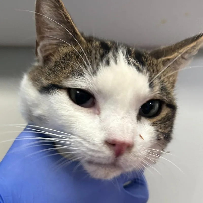 A young medium-sized male Brown / Chocolate Domestic Short Hair cat named Cricket for adoption in Denver, CO