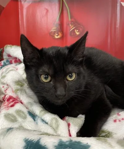 An adult small-sized female Domestic Short Hair cat named Licorice for adoption in Chatsworth, CA