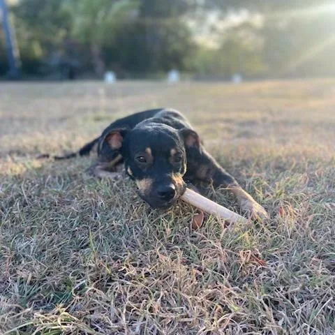 A young medium-sized male Mixed Breed dog named Angel for adoption in Atlantic Beach, FL