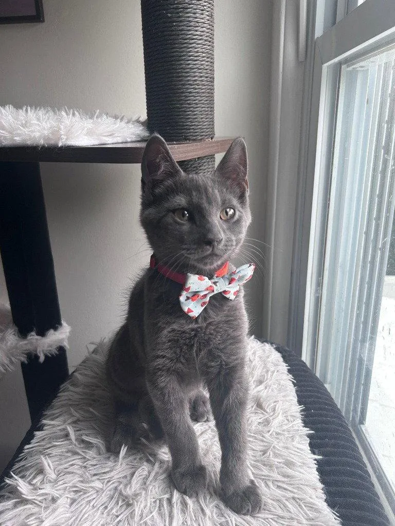 A baby small-sized male Domestic Short Hair cat named Ruckus for adoption in Sayreville, NJ
