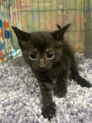 A young medium-sized female Domestic Short Hair cat named Joy for adoption in Gainesville, FL