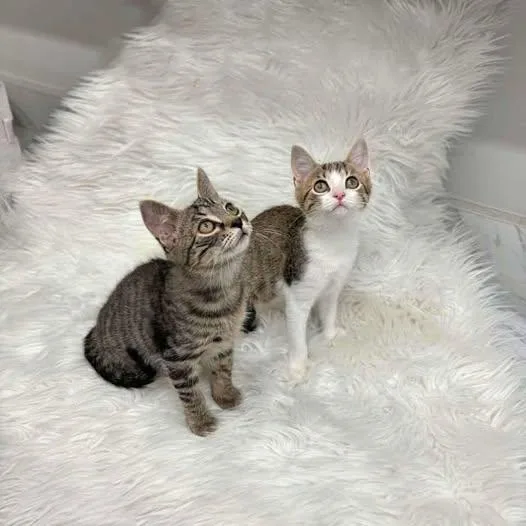 A young medium-sized male Tabby (Brown / Chocolate) Domestic Short Hair cat named Gooseberry BONDED PAIR for adoption in Reading, PA