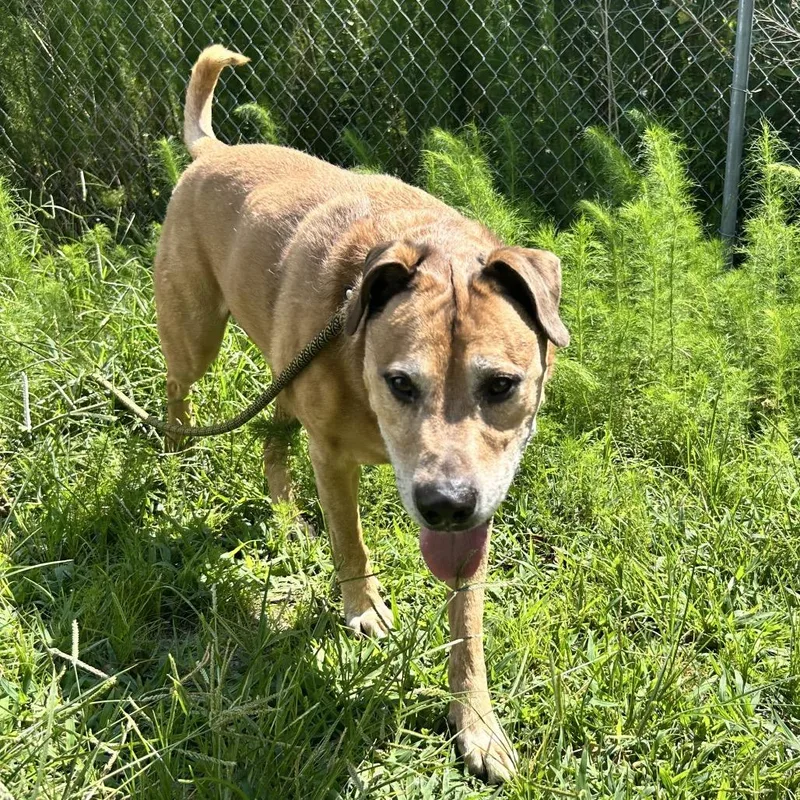 Roo