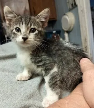 Theadonna thumbnail 2