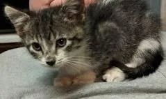 Theadonna thumbnail 3