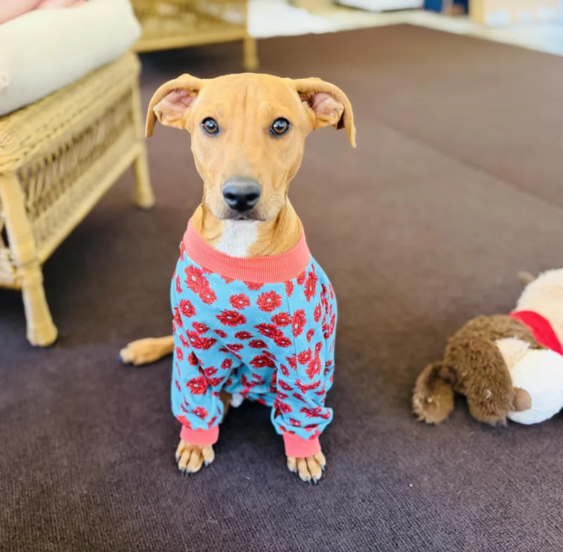 A young medium-sized female Red / Chestnut / Orange Miniature Pinscher dog named Demi for adoption in Lucedale, MS