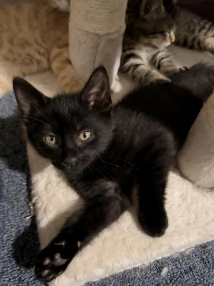 A baby small-sized male Black Domestic Short Hair cat named Empire for adoption in Bellingham, WA