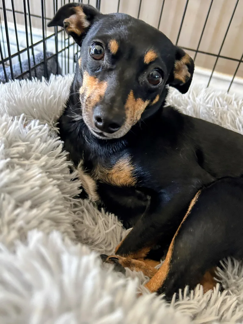 An adult small-sized female Miniature Pinscher dog named Brie for adoption in Scottsburg, IN