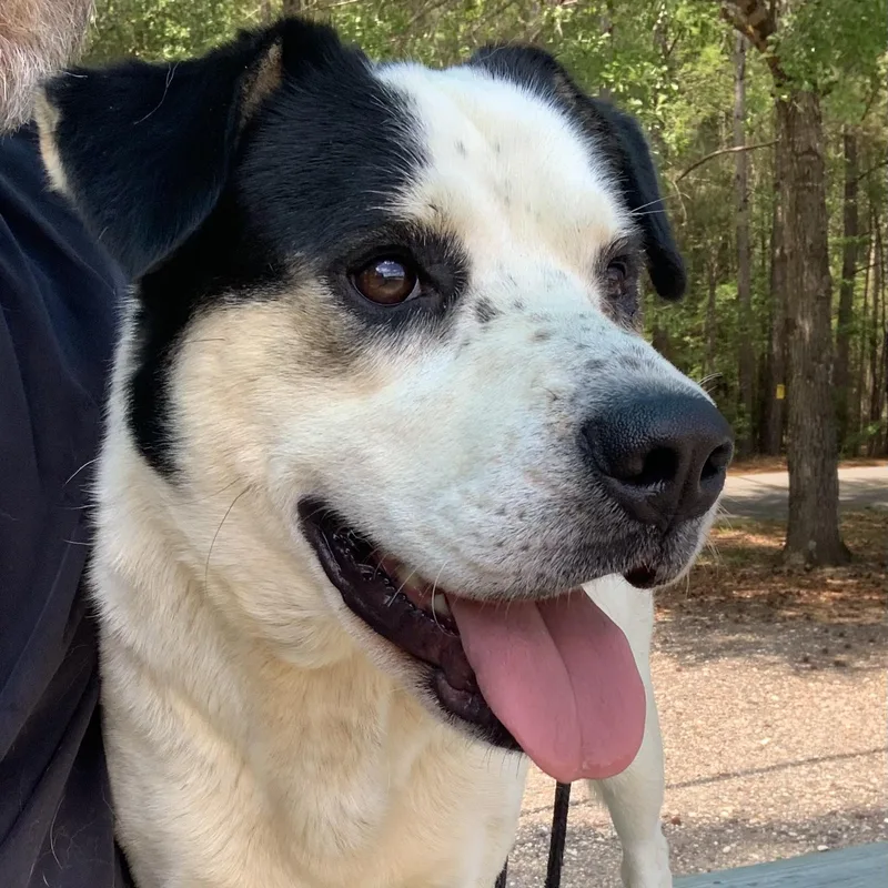 A young medium-sized male Black Hound dog named Diego for adoption in POLKTON, NC