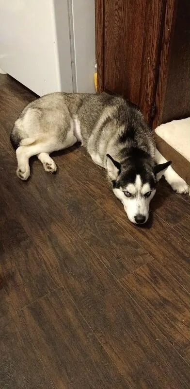 An adult medium-sized female White / Cream Husky dog named Nami for adoption in Grand Rapids, MI