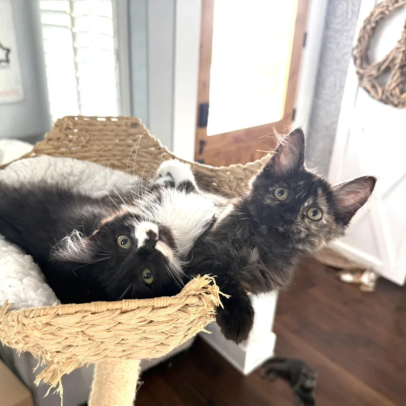 A young medium-sized female Tortoiseshell cat named Tutu for adoption in Garden Grove, CA