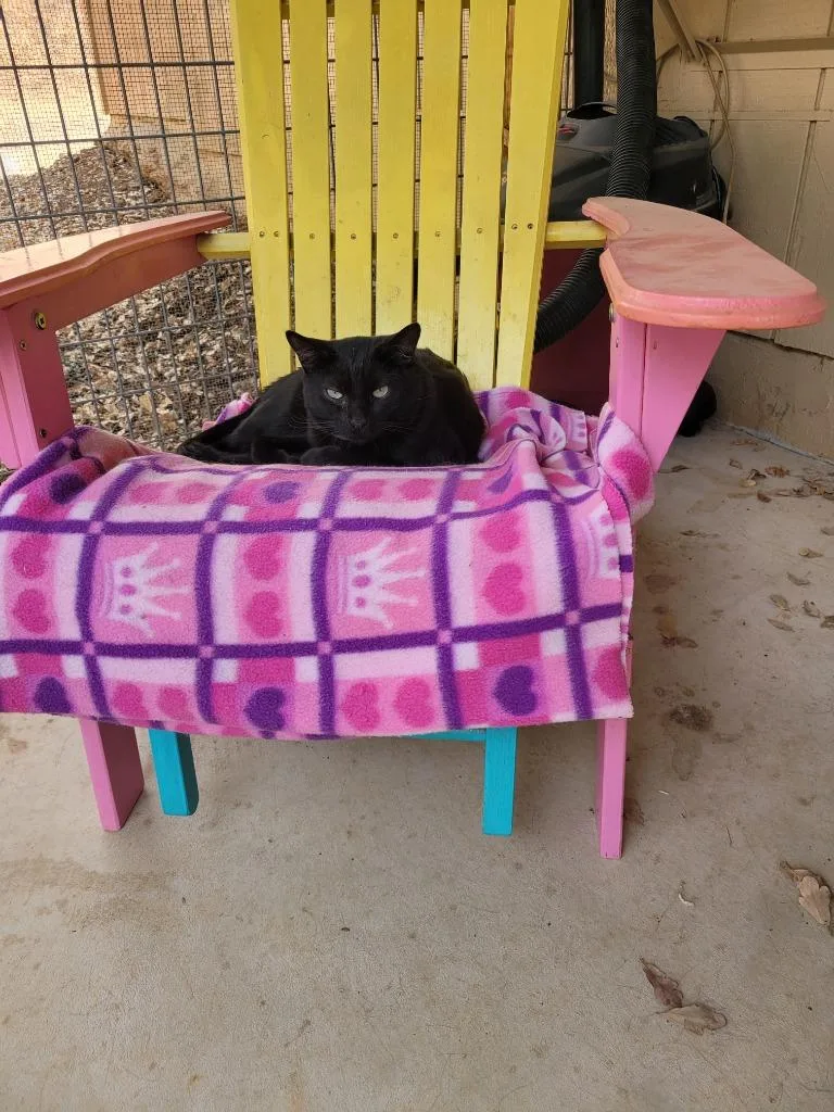 A senior small-sized male Domestic Short Hair cat named Patrick Mahomes for adoption in Napa, CA