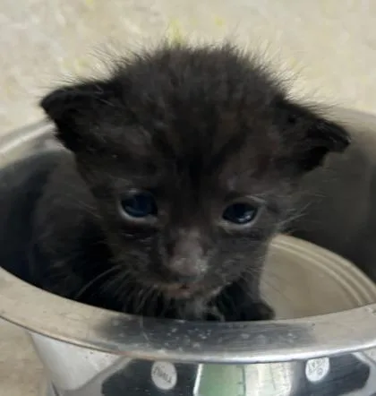 A baby small-sized female Domestic Short Hair cat named Eris for adoption in Honolulu, HI