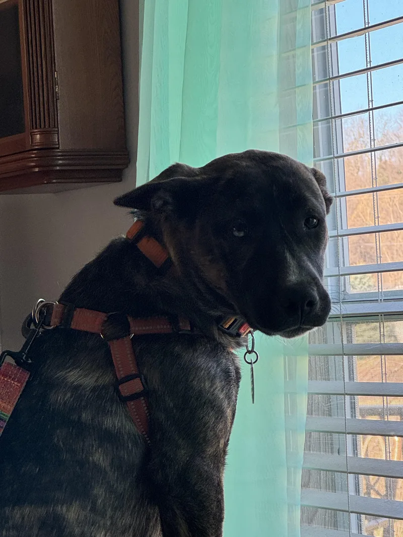 A young medium-sized female Brindle American Staffordshire Terrier dog named LacyNJ for adoption in Magnolia, TX