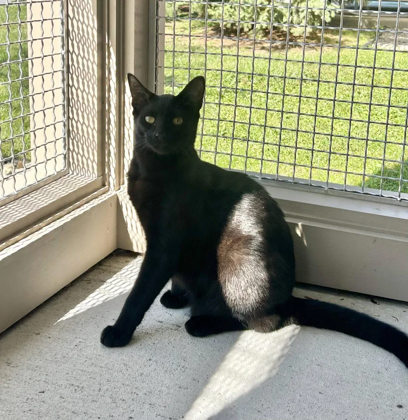 A young medium-sized female Black Domestic Short Hair cat named Nora for adoption in Arlington, VT