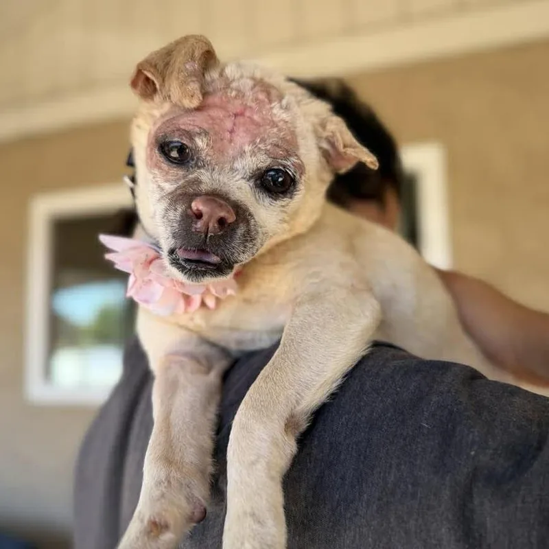 A senior small-sized female White / Cream Chihuahua dog named Trixie Tulip for adoption in Ramona, CA