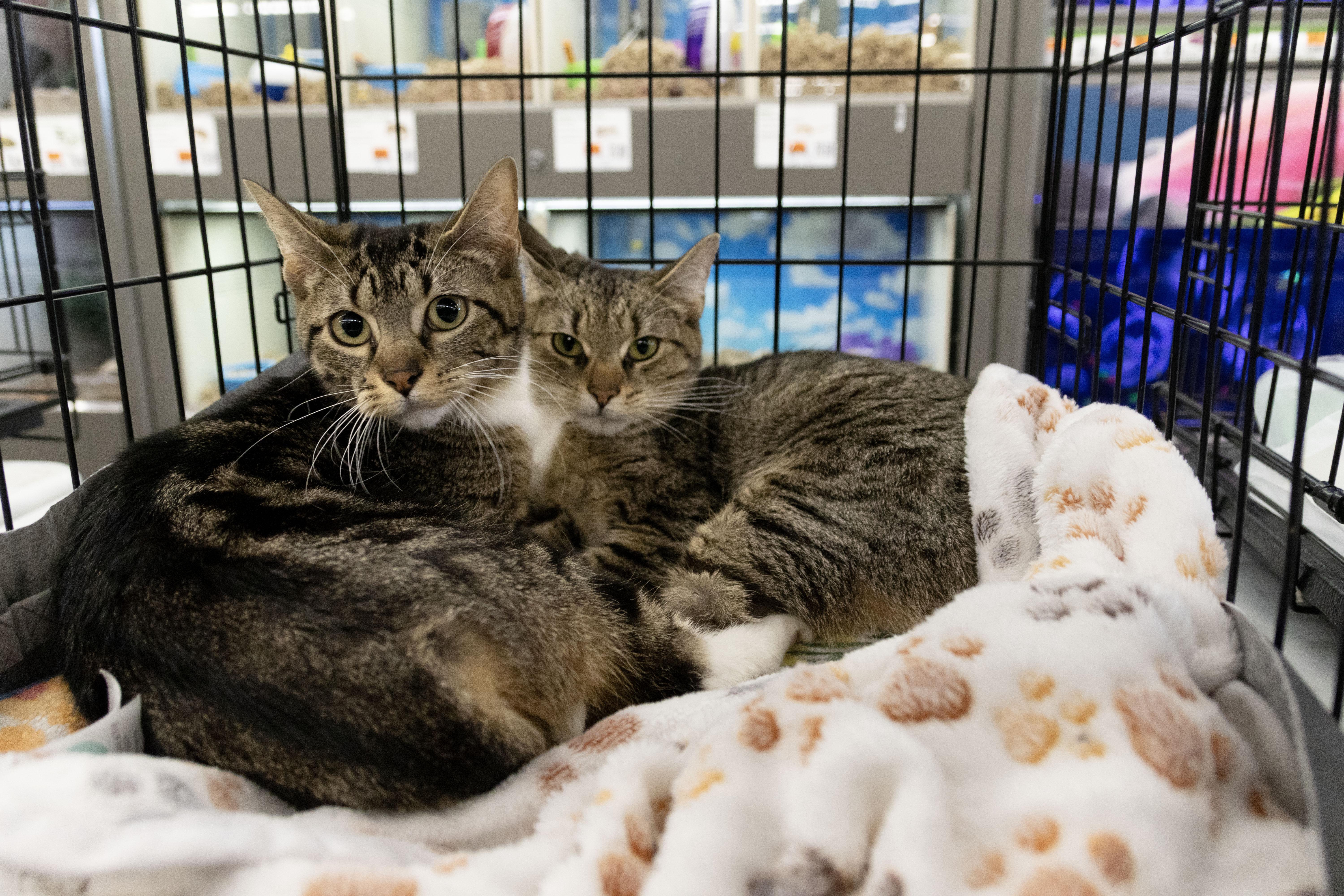 Noodles And Dumpling