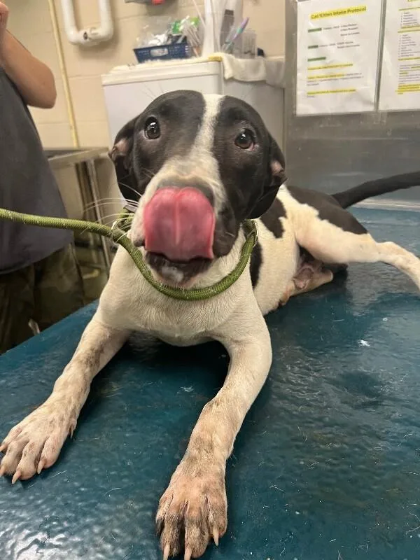 An adult medium-sized male Black Mixed Breed dog named Boudreaux for adoption in Mobile, AL