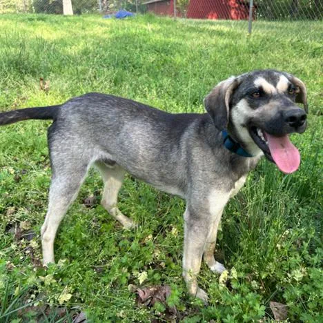 A young medium-sized male Gray / Blue / Silver Shepherd dog named Ralph for adoption in Milan, IL