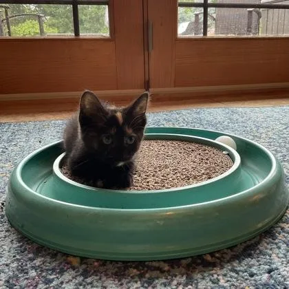 A baby small-sized female Domestic Short Hair cat named Nutmeg for adoption in Janesville, WI