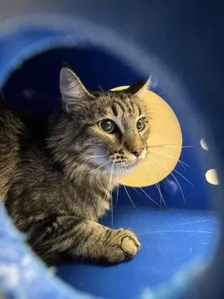 An adult large-sized female Domestic Medium Hair cat named Crepe for adoption in Missoula, MT