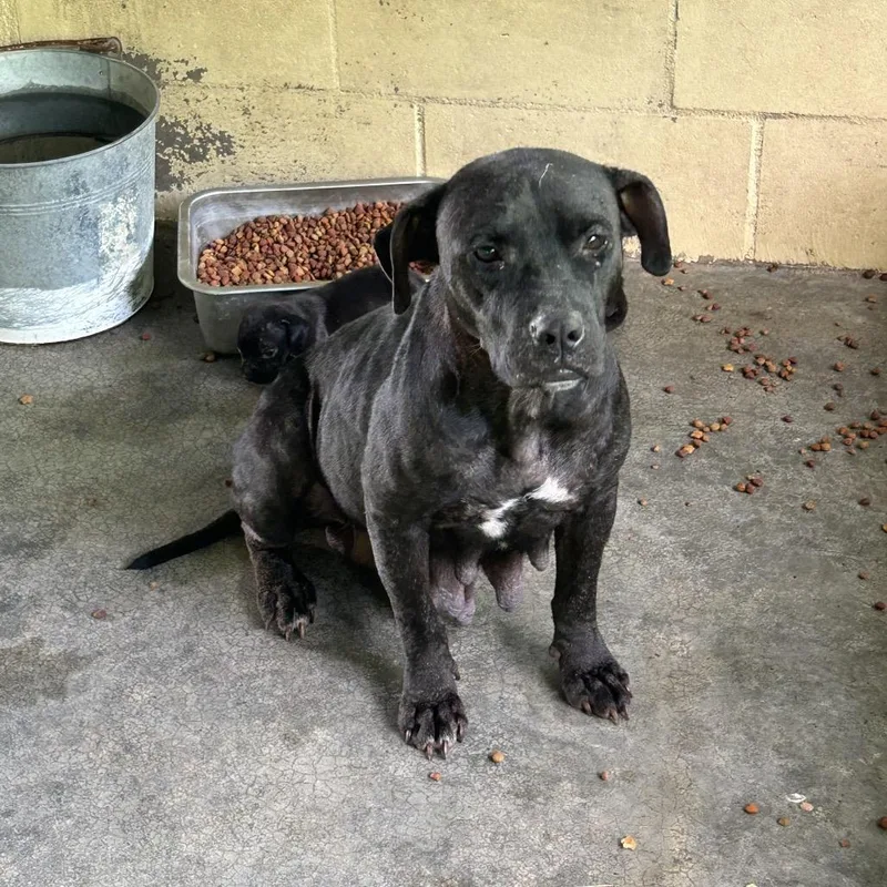 An adult medium-sized female Black American Bulldog dog named Darlah for adoption in Lyons, GA