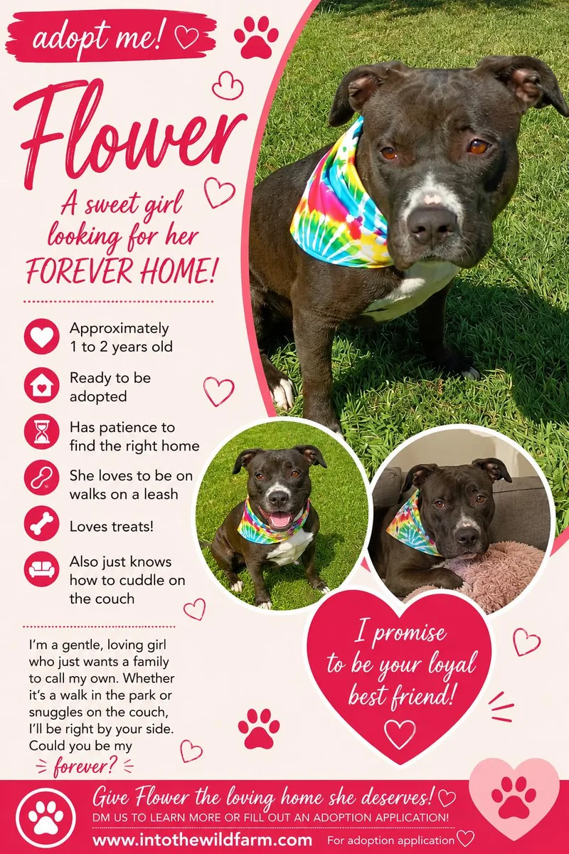 A young medium-sized female American Bully dog named Flower for adoption in Frazier Park, CA
