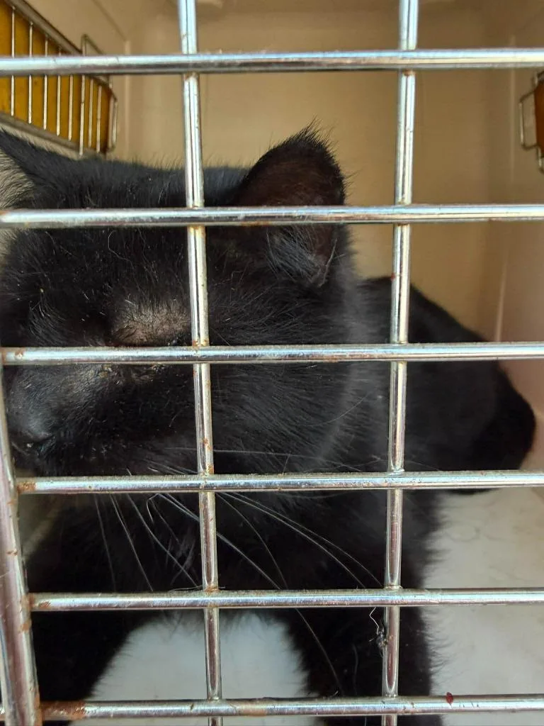 A young medium-sized male Domestic Short Hair cat named Clawd for adoption in Cloquet, MN