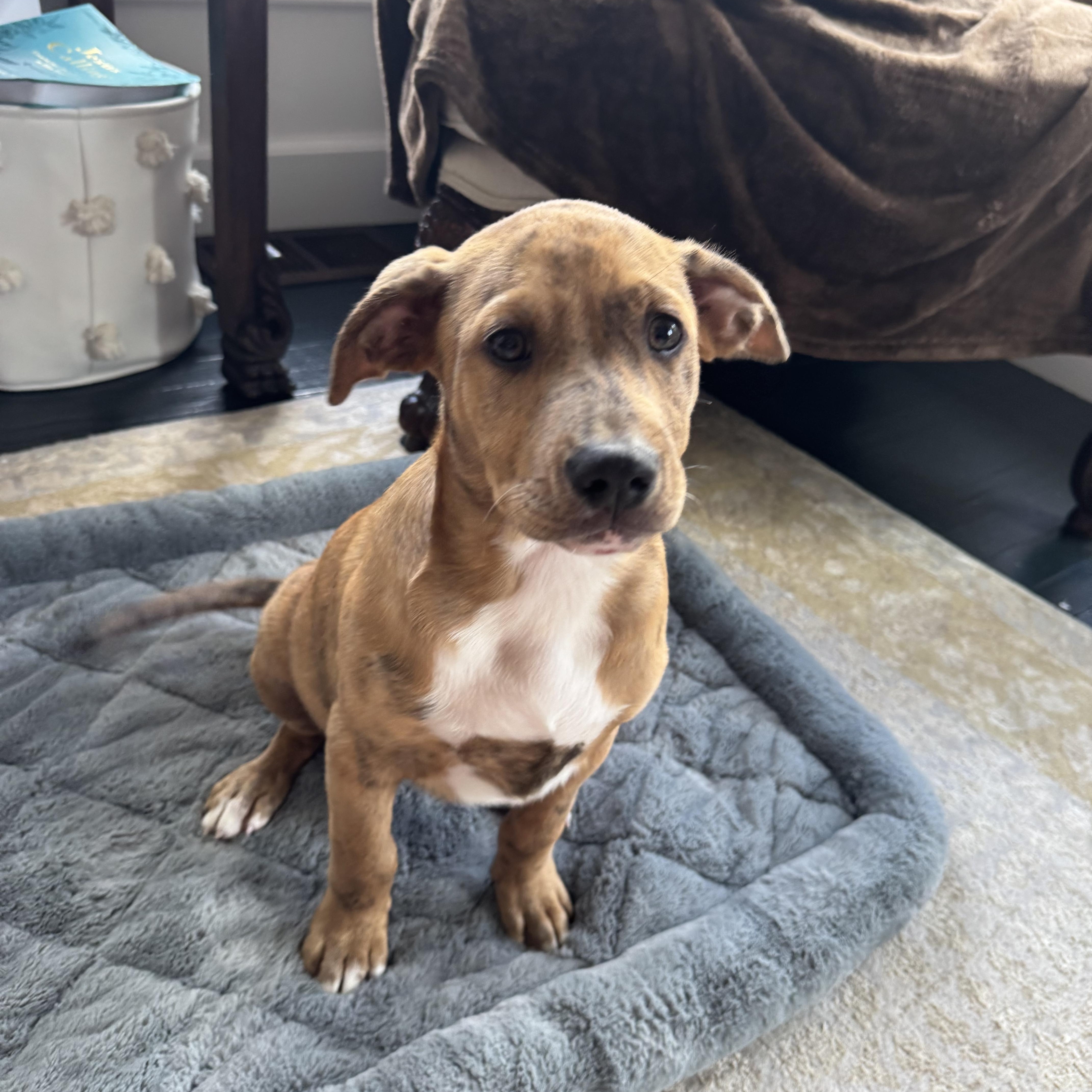 A baby medium-sized male Catahoula Leopard Dog dog named Brownie for adoption in Alexandria, LA