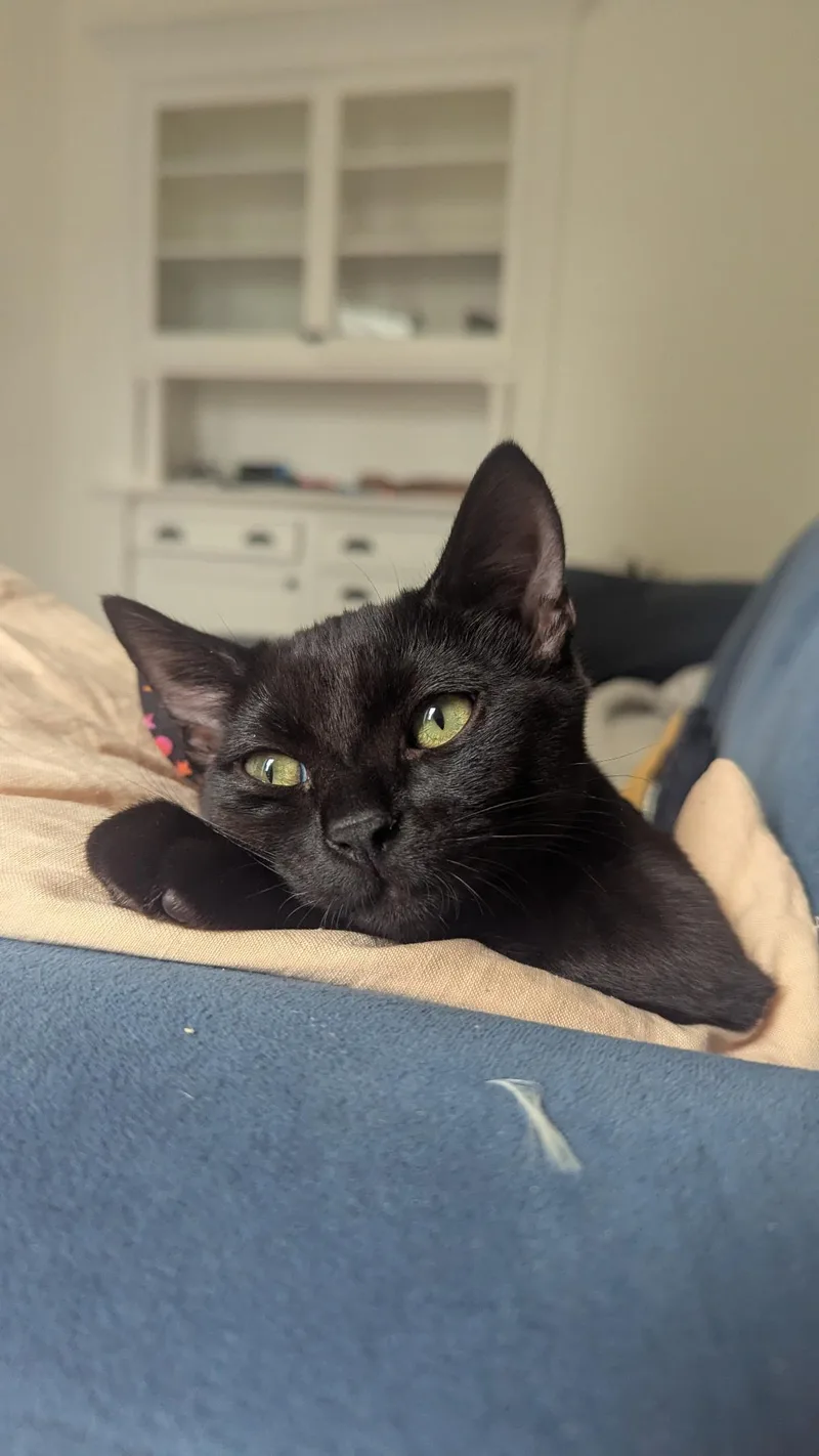 A baby medium-sized male Black Domestic Short Hair cat named Moondancer  female ktten for adoption in Los Altos Hills, CA