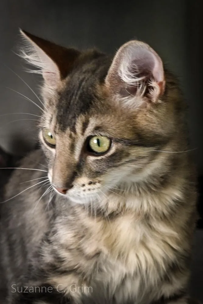 A baby medium-sized male Domestic Long Hair cat named Jupiter for adoption in New Orleans, LA