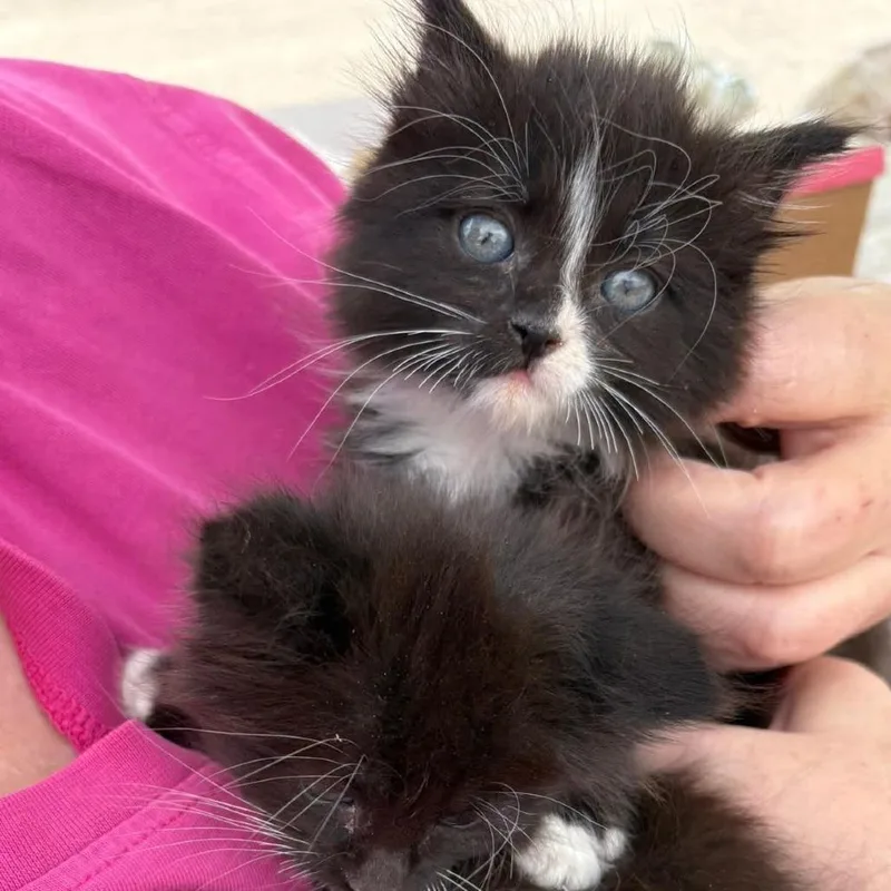A baby small-sized female Black Domestic Long Hair cat named Molly Lou for adoption in Mondovi, WI