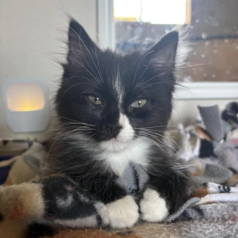 Molly Lou thumbnail 3