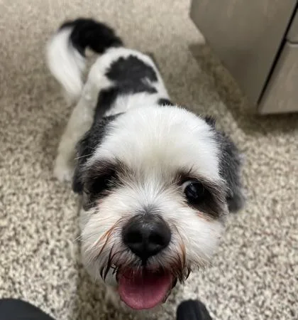 A senior small-sized female Shih Tzu dog named Niki for adoption in Westland, MI