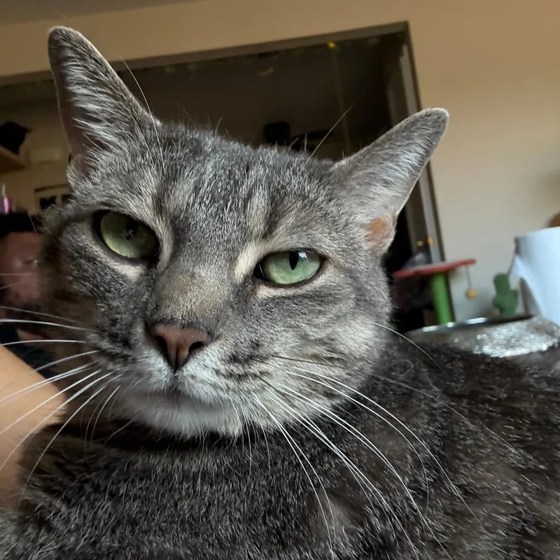 A senior extra large-sized female Gray / Blue / Silver Domestic Short Hair cat named Pookie for adoption in Matteson, IL