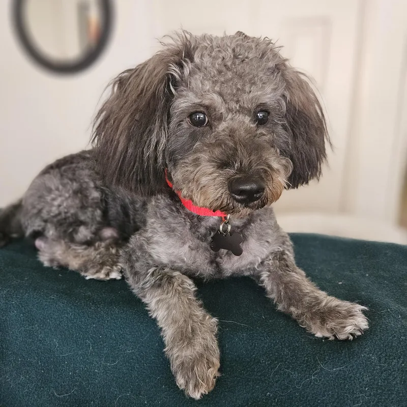 A baby small-sized male Black Schnoodle dog named Remarkable Riley for adoption in Carlsbad, CA