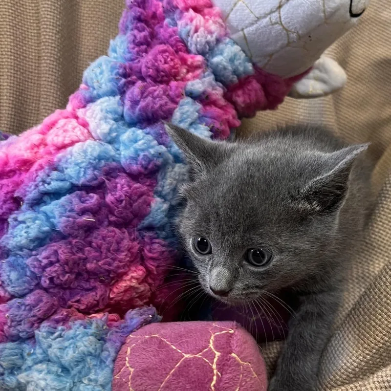 A baby small-sized male Gray / Blue / Silver Domestic Medium Hair cat named Moose for adoption in Columbus, NC