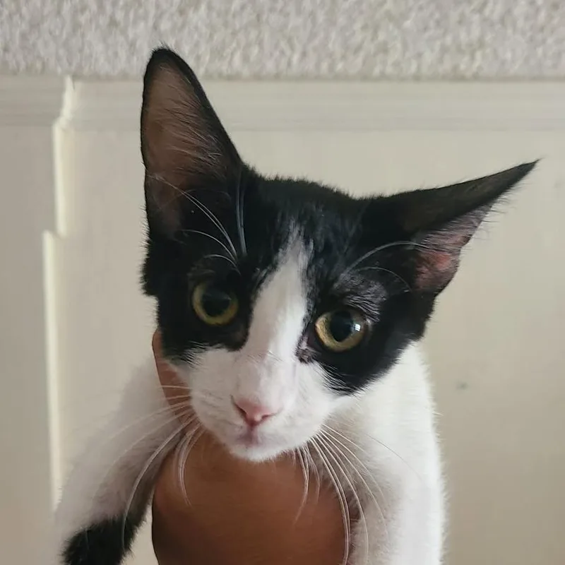 A baby small-sized male Black Domestic Short Hair cat named Reed for adoption in Hemet, CA