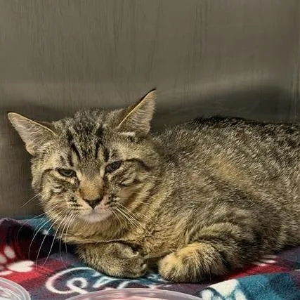 A young medium-sized male Brown / Chocolate Domestic Short Hair cat named Scotch for adoption in Salt Lake City, UT