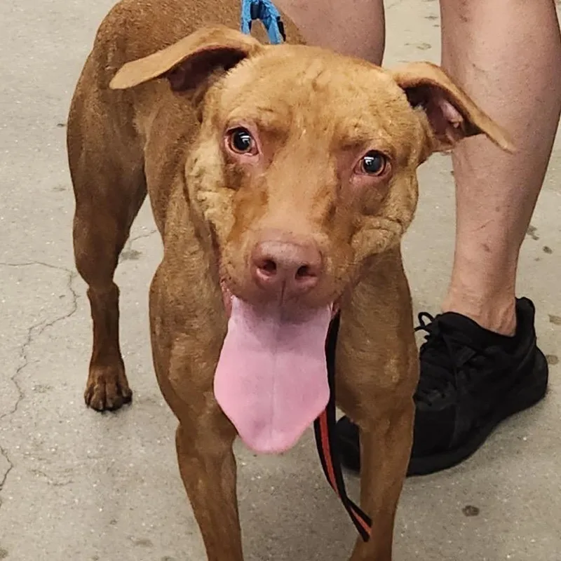 An adult medium-sized male Red / Chestnut / Orange Mixed Breed dog named Rocky Sprott for adoption in Las Vegas, NV