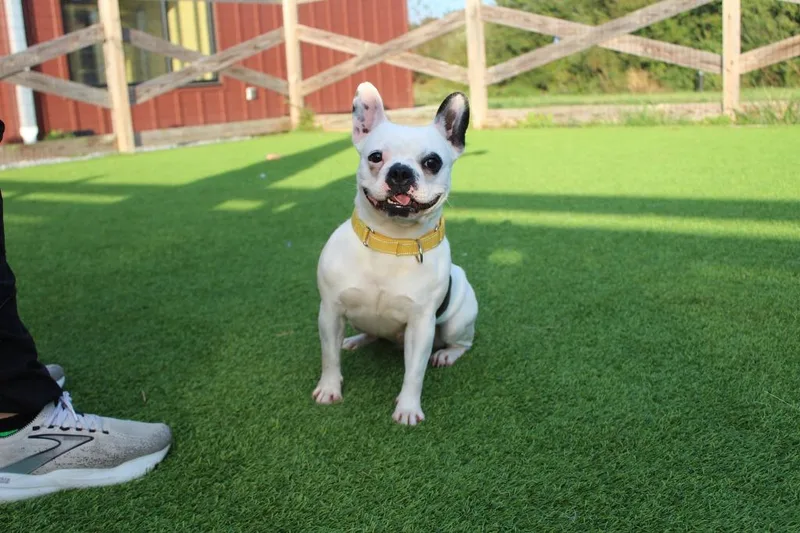An adult small-sized female White / Cream French Bulldog dog named Layla for adoption in Chestertown, MD