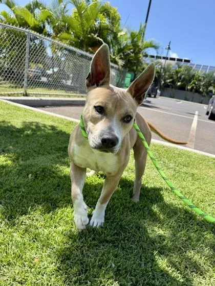 An adult medium-sized female Pit Bull Terrier dog named Sweetness for adoption in Honolulu, HI