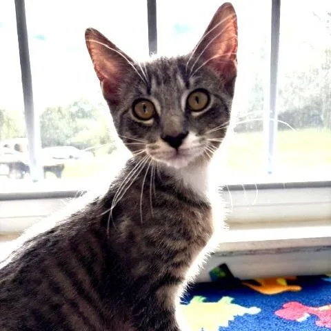 A baby small-sized male Brown / Chocolate Domestic Short Hair cat named Jack for adoption in South Elgin, IL