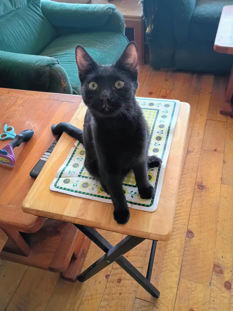 A young medium-sized male Domestic Short Hair cat named Nasa for adoption in Buhl, ID