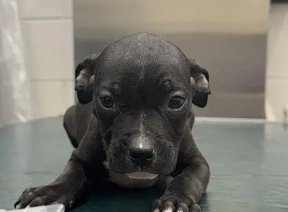 A baby small-sized male Mixed Breed dog named Davey for adoption in West Chester, PA